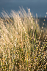 Fototapeta premium Oyats