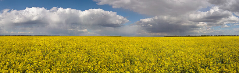 panorama of flowering field of rapeseed