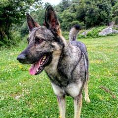 pictures of dogs in different positions and situations