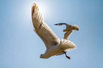 Seagulls in Flight