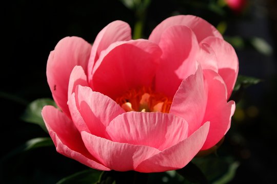 Paeonia Lois Arlene in the garden.