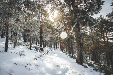 Vacation of winter holidays in Europe. Beautiful snowy and white beautiful mountain. Snow at the top of the mountain means that the pine trees symbolize the beginning of ski season and resorts.
