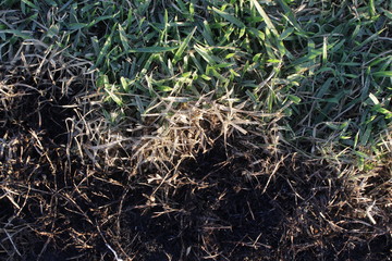 Stages of life inspired by grass