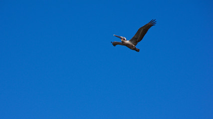 A lone adult brown pelican is soaring across a clear blue sky.