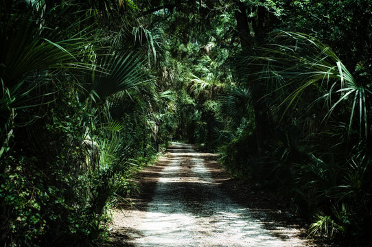 Fototapeta Morning view of dirt road  inside of a subtropical jungle wilderness area in Estero Florida, stylized and desaturated. 