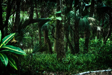Early evening view of inside of a subtropical forest wilderness area in Estero Florida showing row of palm trees, stylized and desaturated. 