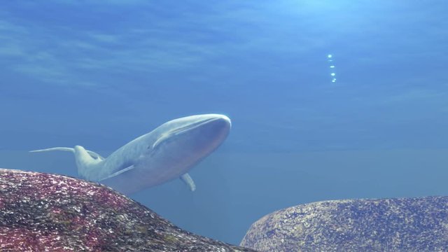 Blue Whale appears an swims by in an underwater paradise.