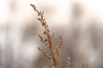 dry grass in winter