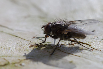 Mouche