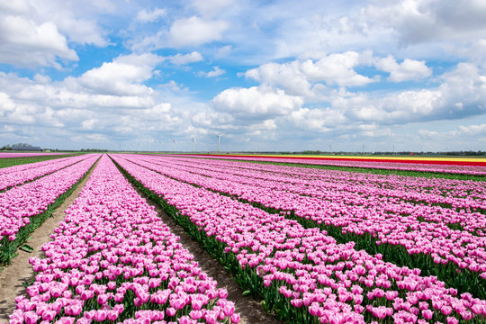 Multicolored tulip fields in Holland. Agricultural landscape with plantation of tulips. Dutch flower fields.