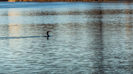 Ducks swimming in a river at the golden hour and sunset
