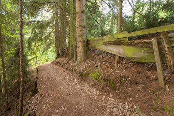 Inside a typical forest of the Italian Alps long a mountain path