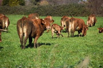 cow in a field