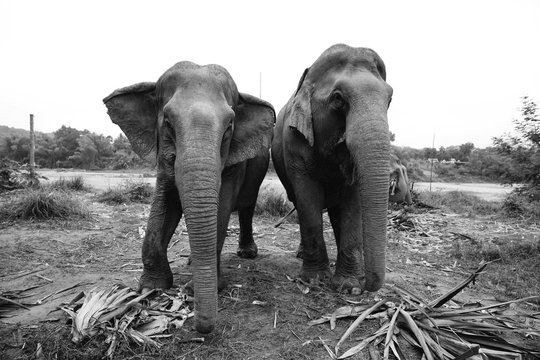 Wild elephants