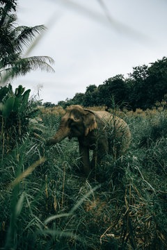 Wild elephants
