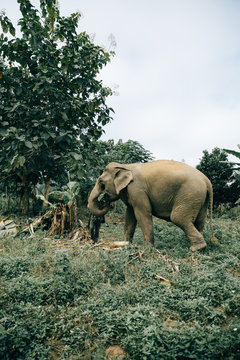 Wild elephants