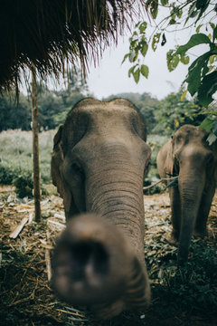Wild elephants