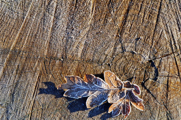Frosted leaves on tree trunk textured background/Macro view of oak leaves in morning frost