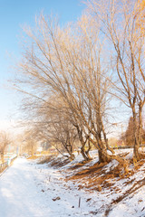 walk in the park in winter near the river with frozen trees