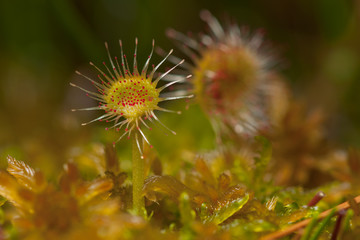 Rosika at Lovrenško lake on pohorje