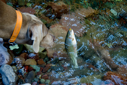 Dog looking at a fish