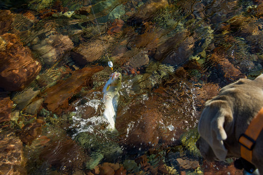 A cutthroat trout being caught