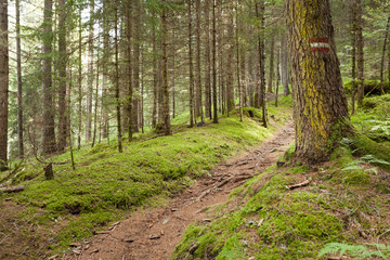 Naklejka premium Inside a typical forest of the Italian Alps long a mountain path