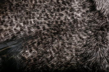 Natural fur for texture or background. Luxury and elegant fluffy clothes.
