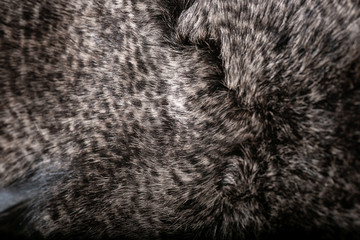 Natural fur for texture or background. Luxury and elegant fluffy clothes.