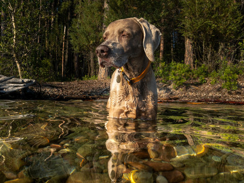 Dog in a lake