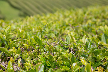 Close up of tea leaves growing on organic tea plantation in Sao Miguel, Azores, Portugal. Shallow depth of field, bokeh.