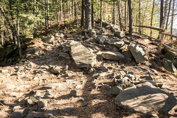 forest landscape with stones on the whole frame
