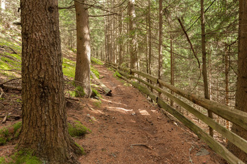Fototapeta premium Inside a typical forest of the Italian Alps long a mountain path