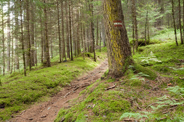 Inside a typical forest of the Italian Alps long a mountain path