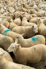 Fototapeta premium Flock Of Curious White Sheep With Cosy Wool In Scotland