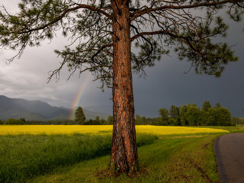 A tree with a rainbow in the distance