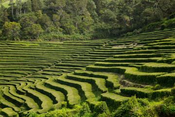 One of few tea plantations in Europe based in Sao Miguel, Azores. Organic and ethical tea.