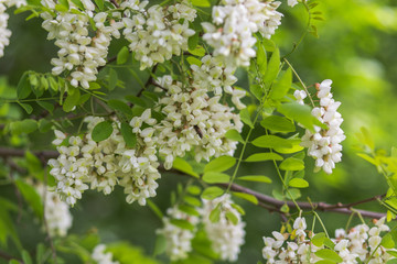 Honey bee collects nectar from white flowers tree acacia, Robinia pseudoacacia, black locust, false acacia. Blooming clusters of acacia. Honey spring plant. Collect nectar. 