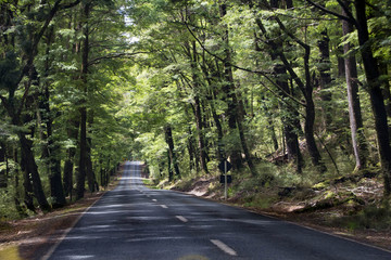 Obraz premium Scenic Views Of New Zealand