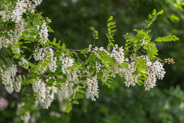 Honey bee collects nectar from white flowers tree acacia, Robinia pseudoacacia, black locust, false acacia. Blooming clusters of acacia. Honey spring plant. Collect nectar. 