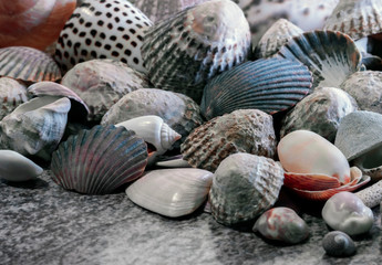 Small shells closeup