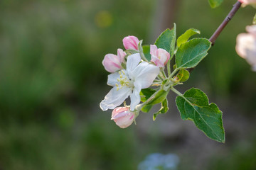 apple tree blossom in spring