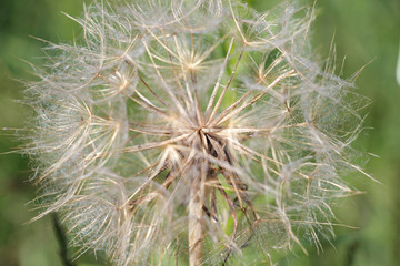 dandelion on green background