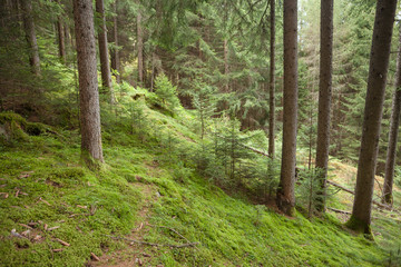 Inside a typical forest of the Italian Alps long a mountain path