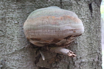 Pilz am Baumstamm