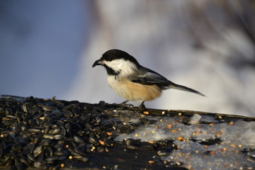 Fototapeta premium Black-capped Chickadee eating some Sunflower Seeds