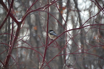 Black-capped Chickadee on a Branch