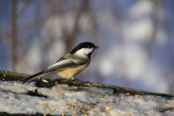 Black-capped Chickadee