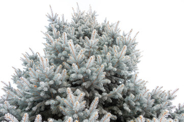 Natural texture of a winter background of Christmas trees. Snow is coming, snow-covered spruce branches