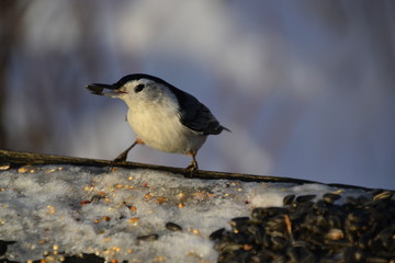White-breasted Nuthatch eating some Sunflower Seeds